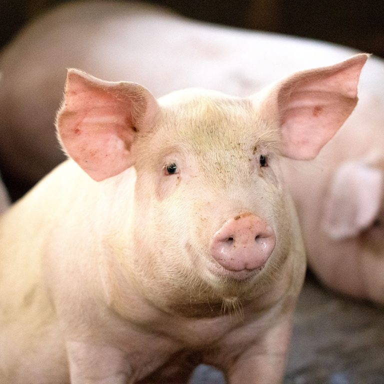 Animal Feed Supplements in Canton, South Dakota